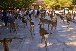 Visiter Nara en 1 jour ou 2 jours ? Où dormir à Nara ?