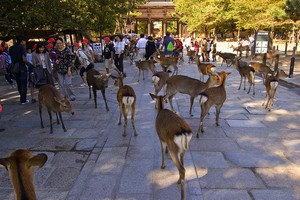 visiter-nara