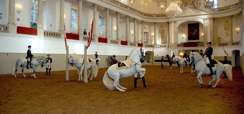 Spanische-Hofreitschule-equitation-vienne