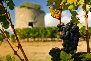 wine-tour-bordeaux