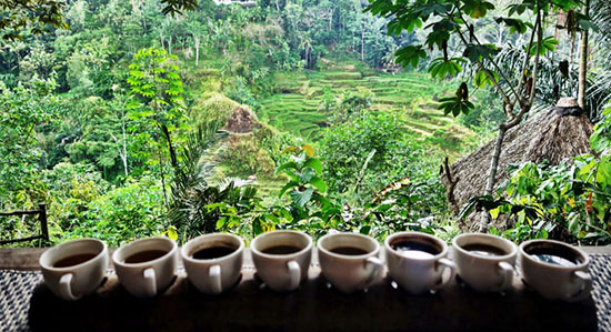 Luwak-Cafe-Ubud-Bali