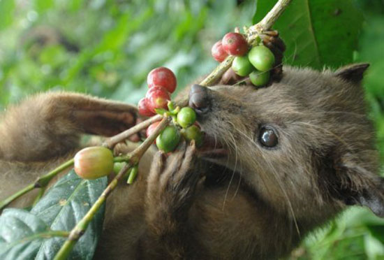 Luwak-Ubud-bali