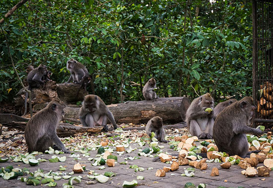 foret-des-singes-Ubud-Bali