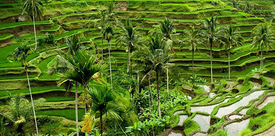 rizieres-tegalalang-Ubud-Bali