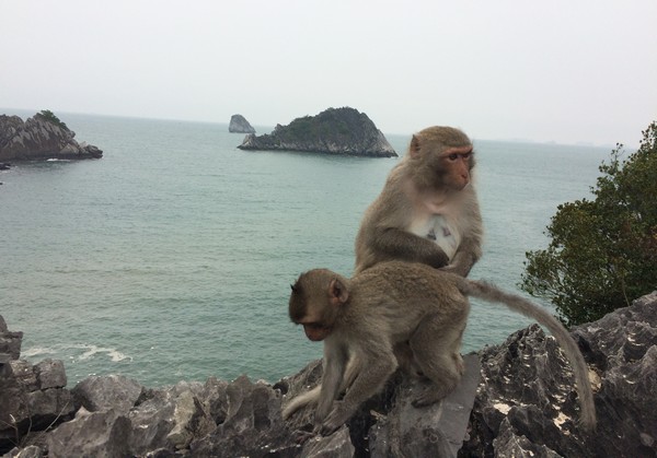 singe-monkey-beach-depuis-catba