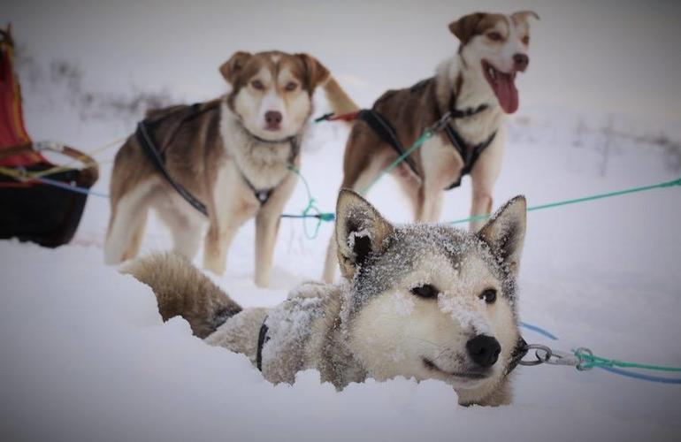 chiens-de-traineau-activité-Tromso-Norvège