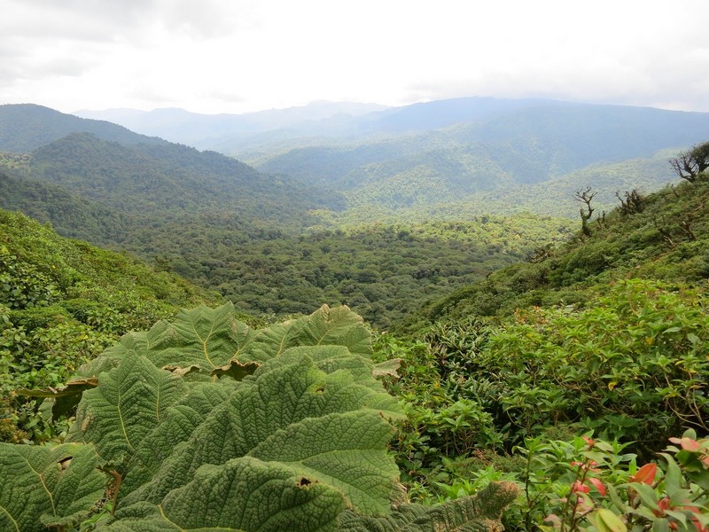 foret-Monteverde