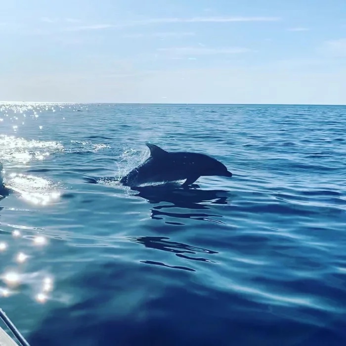 excursion-bateau-calvi-grand-dauphin