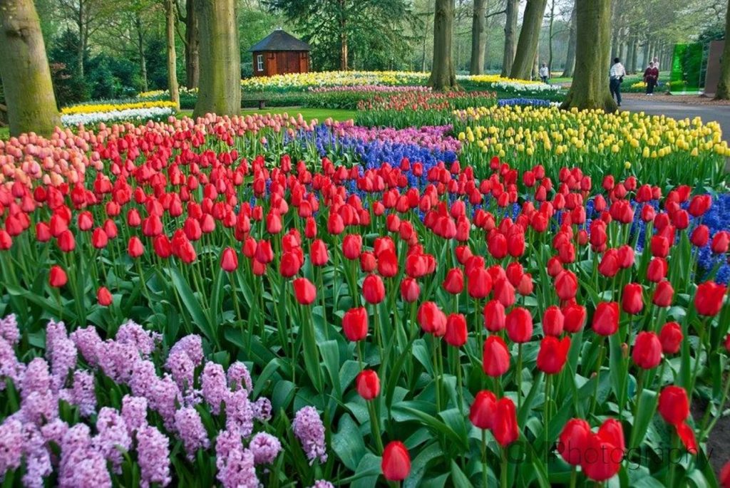 activite-amsterdam-region-zaanse-schans-champ-tulipes