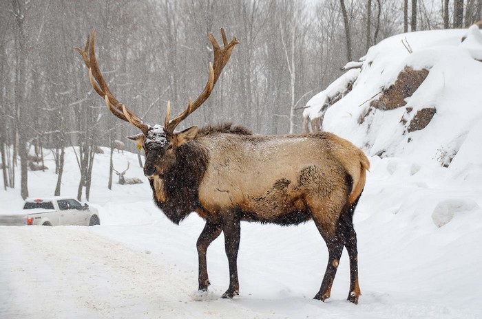 Parc-Omega-quebec