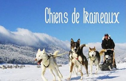 activites-excursion-chiens-de-traineau-Tromso