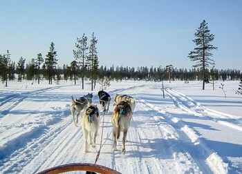 Excursion en Chien de Traineau à Rovaniemi (en Laponie)