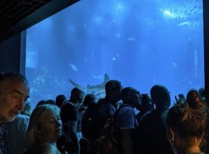 Visiter-Aquarium-de-Lisbonne