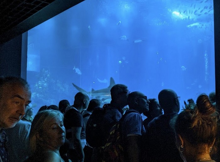 Visiter l’Aquarium de Lisbonne