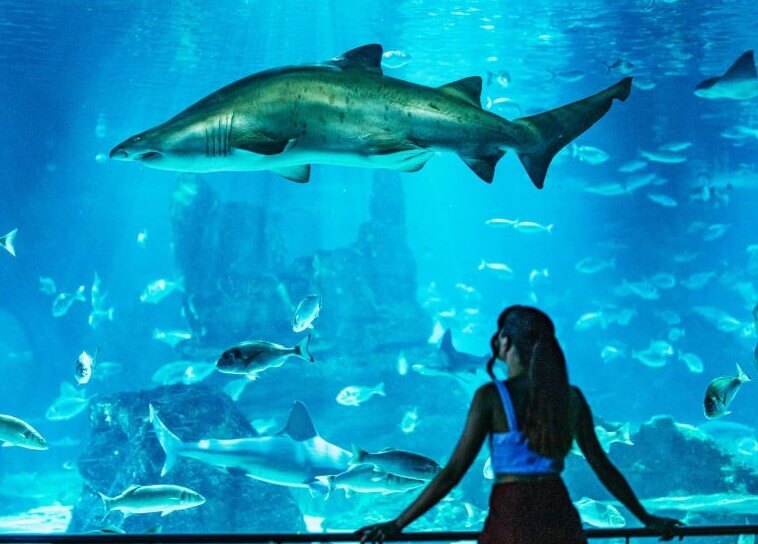 Pourquoi visiter l’Aquarium de Barcelone